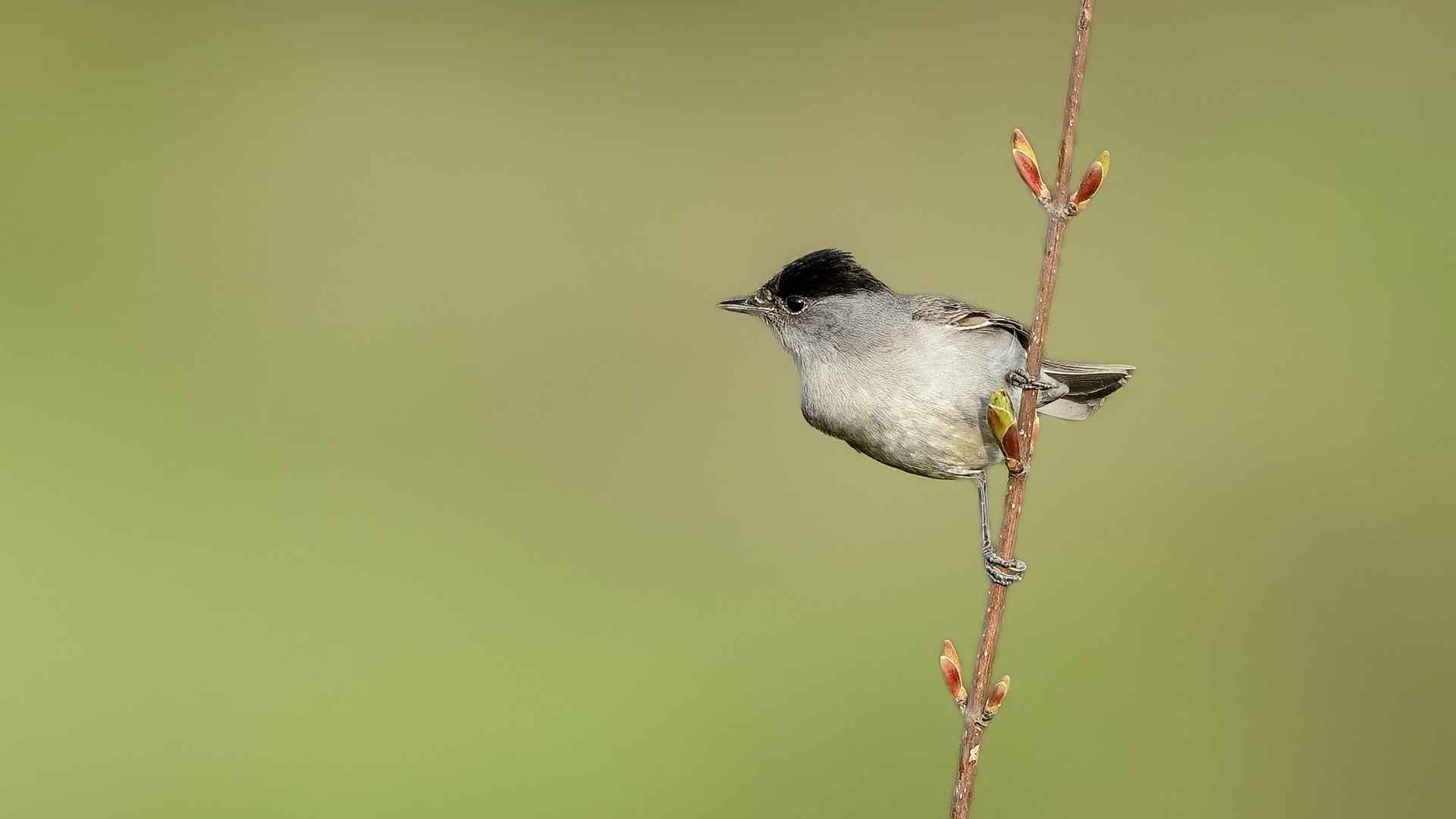 Eurasian Blackcap